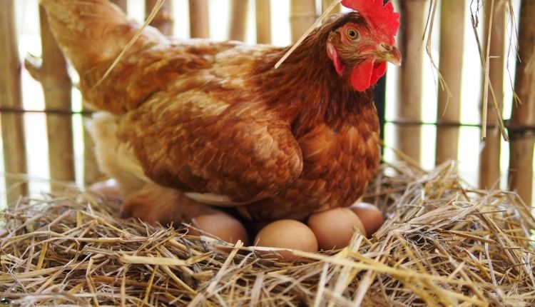 Backyard Chickens & Basket