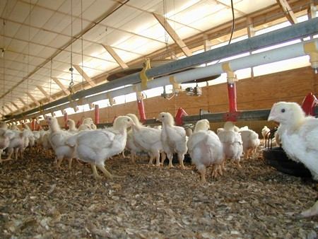 The basic aim of the project is to run and maintain poultry breeding houses  on modern lines